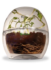 Clear Grow Bell