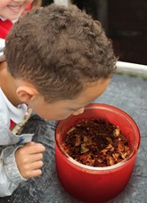 Composter (Worm)